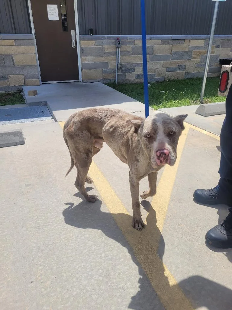 An adult large-sized male Pit Bull Terrier dog named Heath for adoption in Huntsville, TX