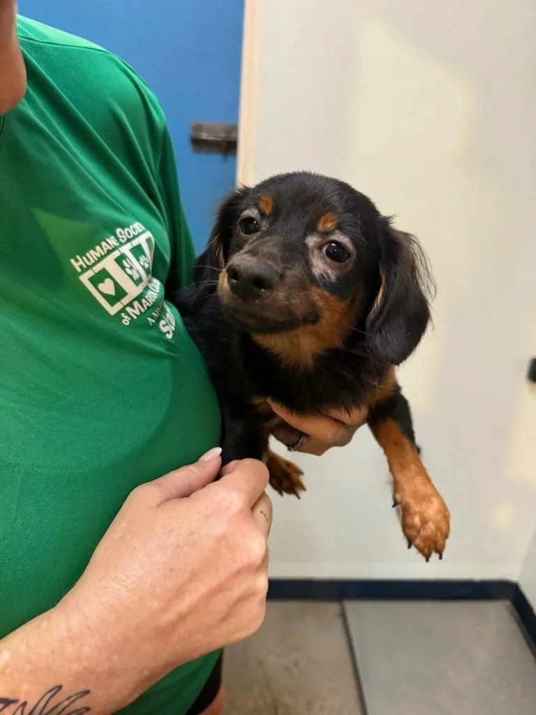 A baby small-sized male Mixed Breed dog named Baby Billy for adoption in Ocala, FL