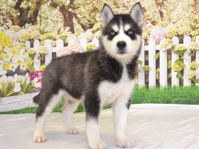 Denali