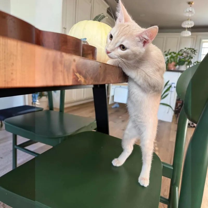 A baby medium-sized female Domestic Short Hair cat named Kit Kat for adoption in Fort Worth, TX