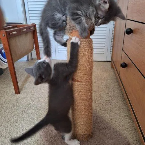 A young medium-sized male Domestic Short Hair cat named Chance for adoption in Tampa, FL