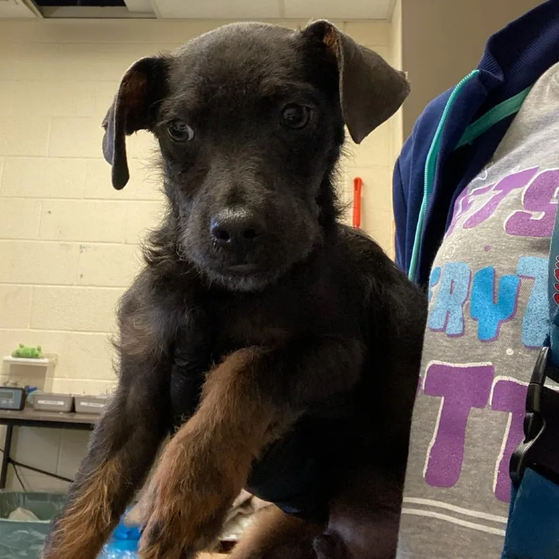 A young small-sized male Black Mixed Breed dog named Deputy for adoption in Memphis, TN