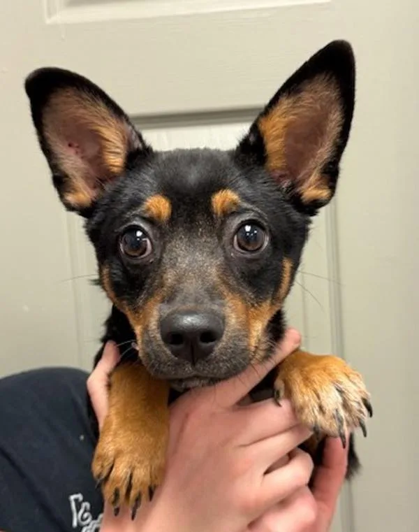 A young small-sized male Chihuahua dog named Stitch for adoption in Littleton, CO
