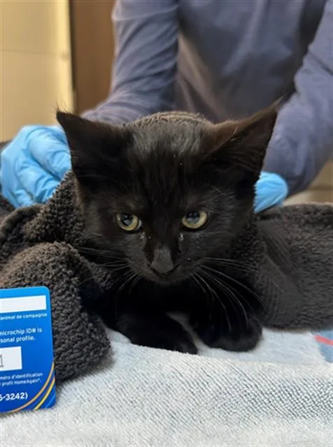 A baby small-sized male Domestic Short Hair cat named Adam for adoption in San Luis Obispo, CA