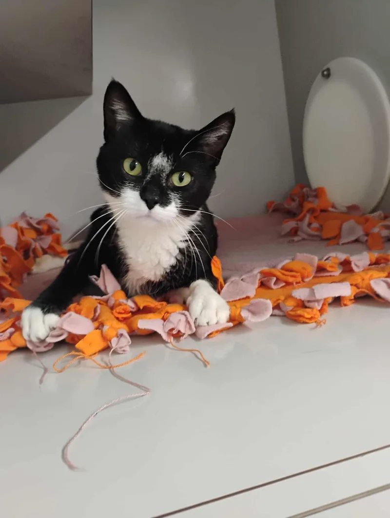 A baby small-sized female Black & White / Tuxedo Domestic Short Hair cat named Jada for adoption in Kalamazoo, MI