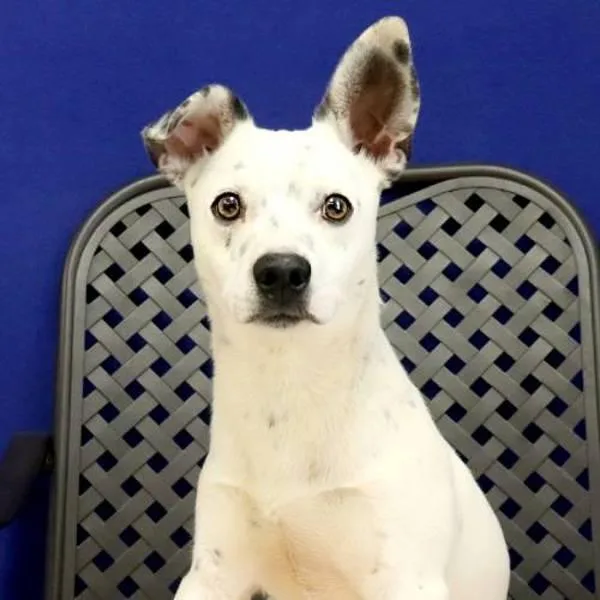 A young medium-sized male Chihuahua dog named Sunny for adoption in Fort Davis, TX