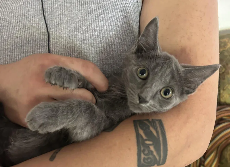 A baby medium-sized male Russian Blue cat named Tokyo Napa for adoption in Napa, CA