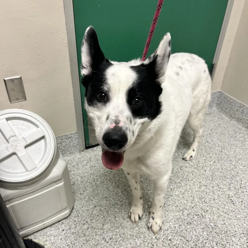A young large-sized male White / Cream Australian Cattle Dog / Blue Heeler dog named Remy for adoption in Reno, NV