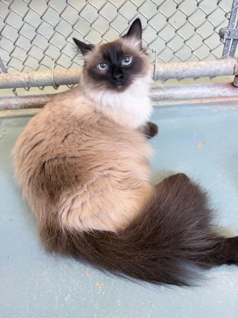 An adult medium-sized female Himalayan cat named Coco for adoption in Ogdensburg, NY