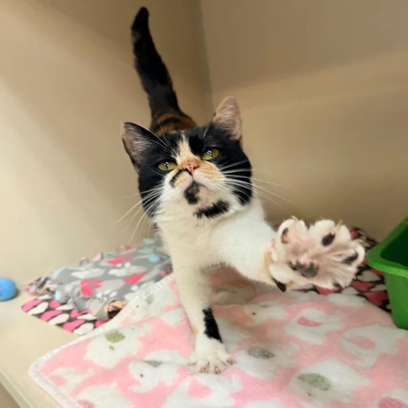 An adult medium-sized female Calico Domestic Short Hair cat named Calla for adoption in Great Falls, MT
