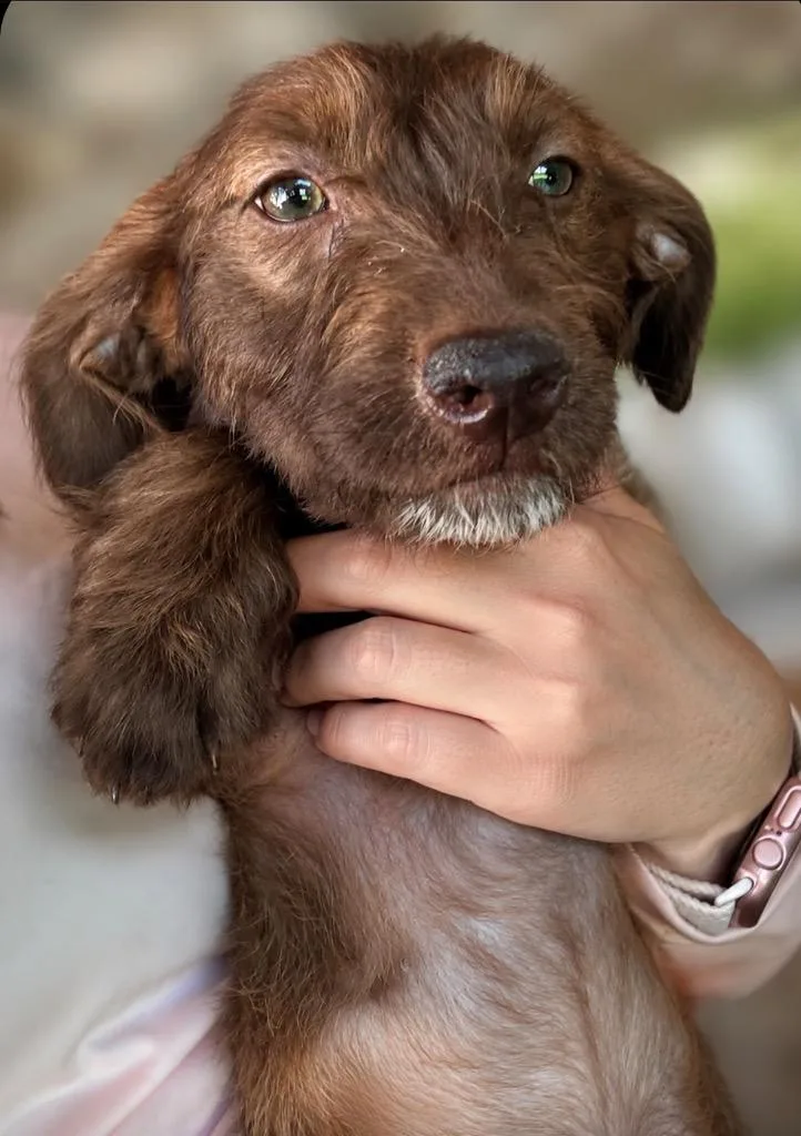 A baby medium-sized female Wirehaired Pointing Griffon dog named Pergola for adoption in San Diego, CA