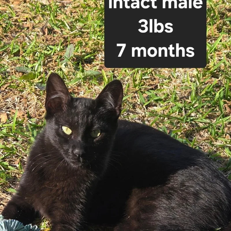 A young medium-sized male Black American Shorthair cat named Da Baby for adoption in Austin, TX