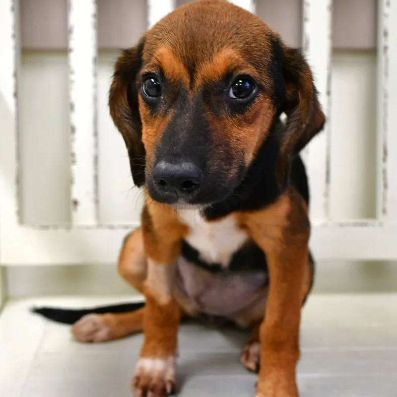A baby small-sized female Tricolor (Brown, Black, & White) Beagle dog named Wings A for adoption in Silsbee, TX
