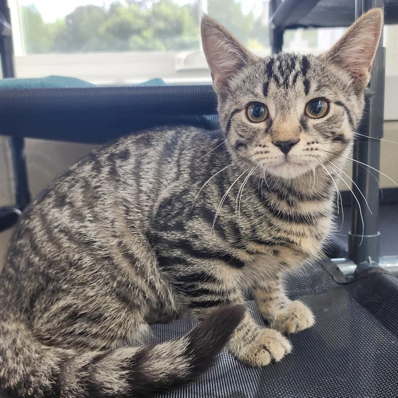 A baby small-sized female Brown / Chocolate Domestic Short Hair cat named Little Frog for adoption in Gloucester, VA