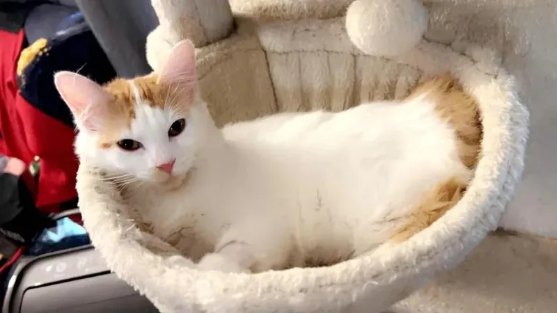 A young medium-sized female Domestic Medium Hair cat named Lucy for adoption in Plano, TX