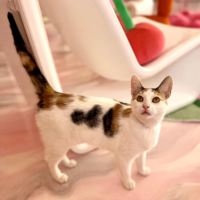 A young medium-sized female White Domestic Short Hair cat named Glinda for adoption in Forest Park, IL