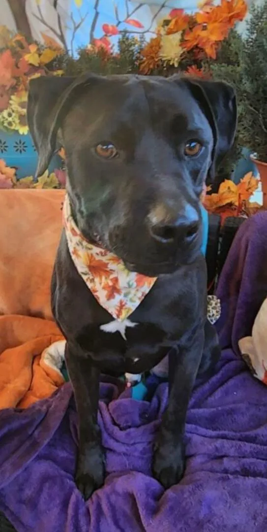 Black Labrador  Amazing thumbnail 2