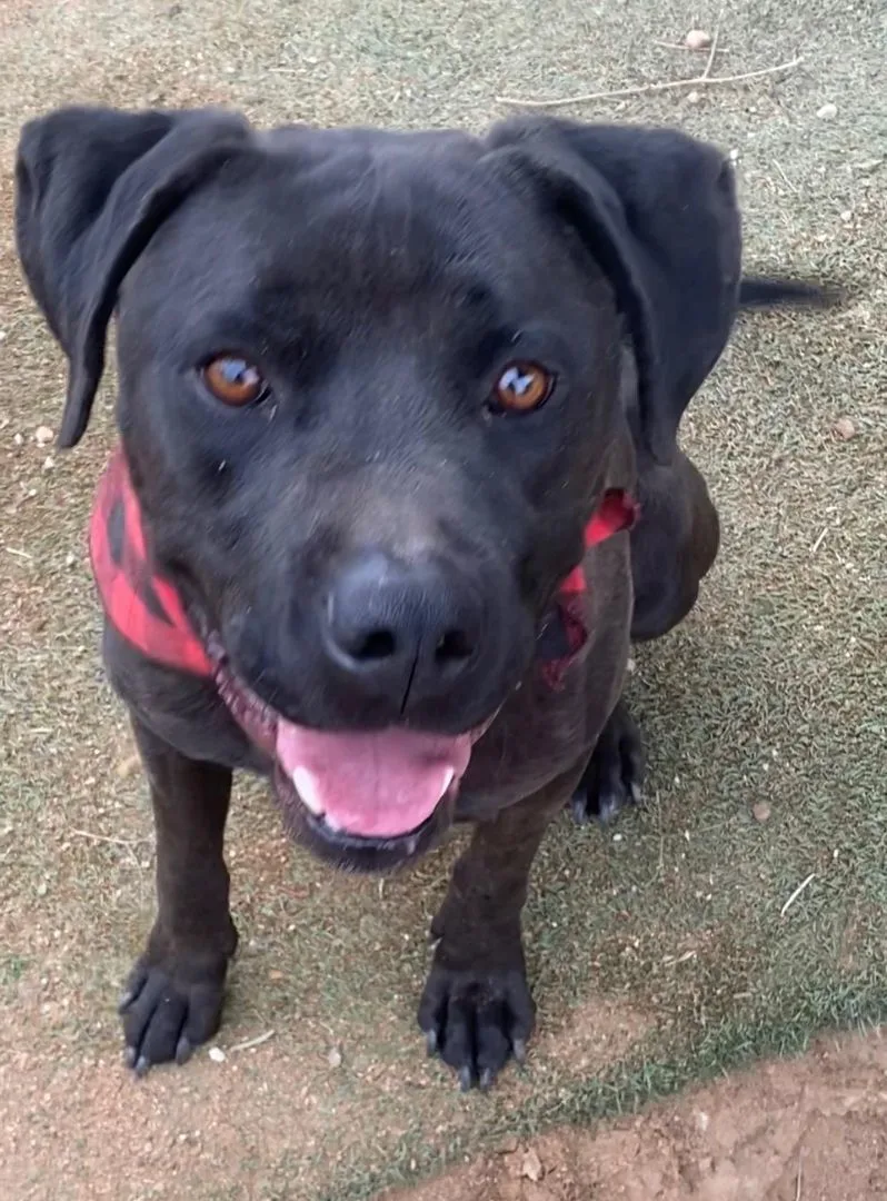 Black Labrador  Amazing thumbnail 3