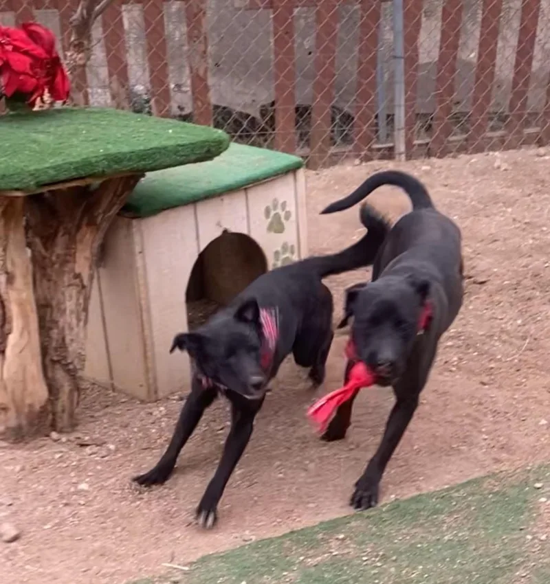 Black Labrador  Amazing thumbnail 4