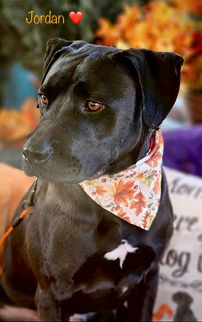 Black Labrador  Amazing thumbnail 5