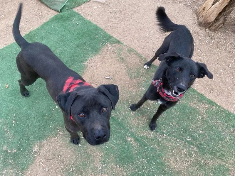 Black Labrador  Amazing thumbnail 6