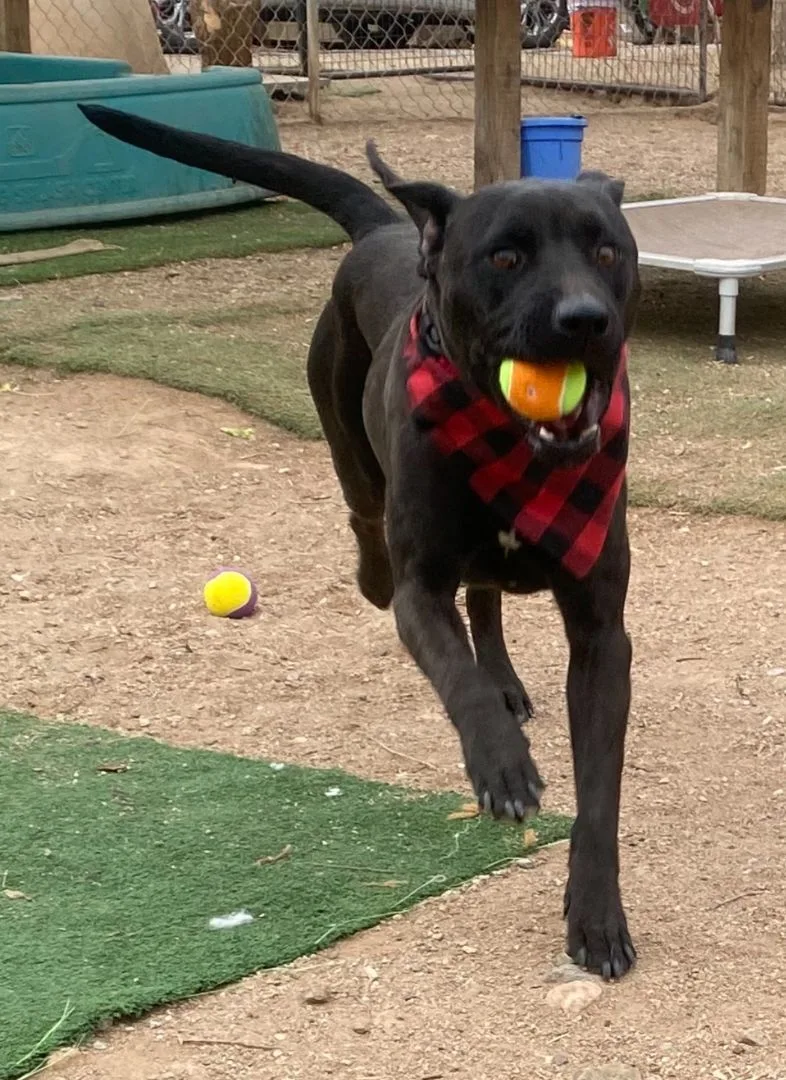 Black Labrador  Amazing