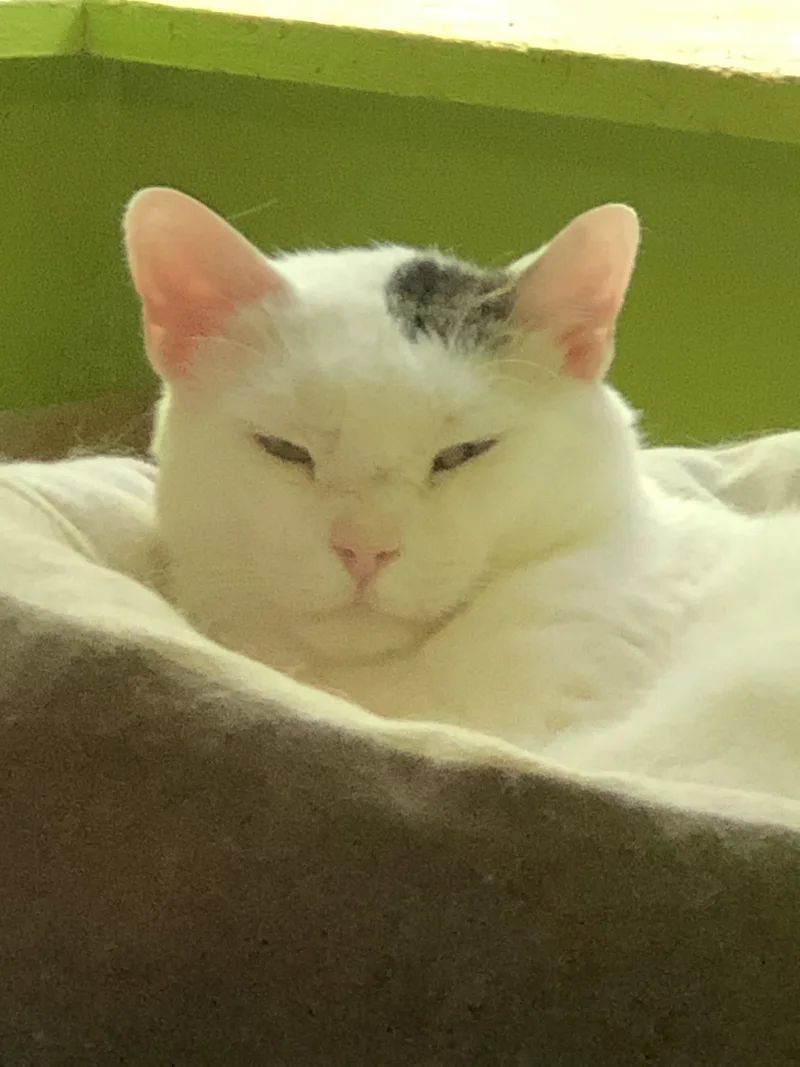 Casper thumbnail 3