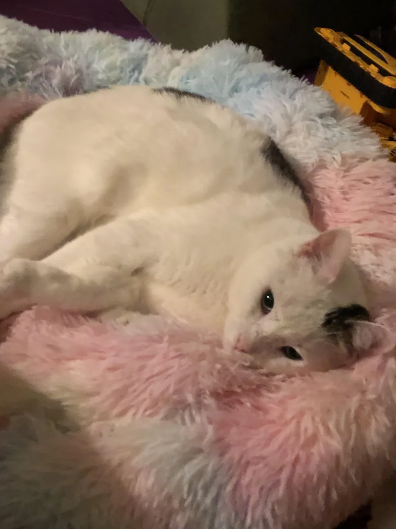 Casper thumbnail 5