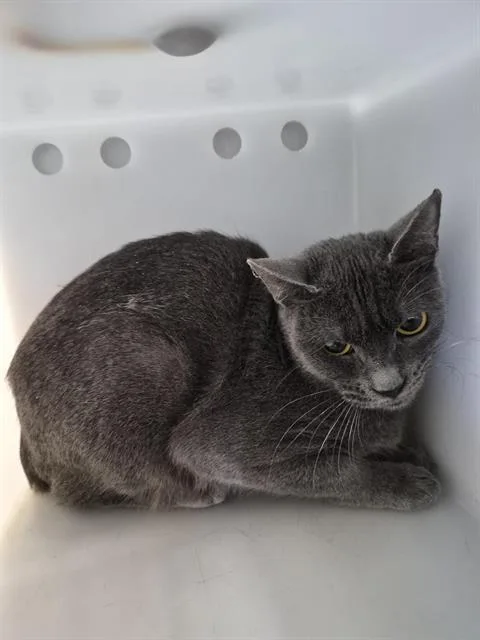 An adult large-sized female Domestic Short Hair cat named Cuddles for adoption in Corpus Christi, TX