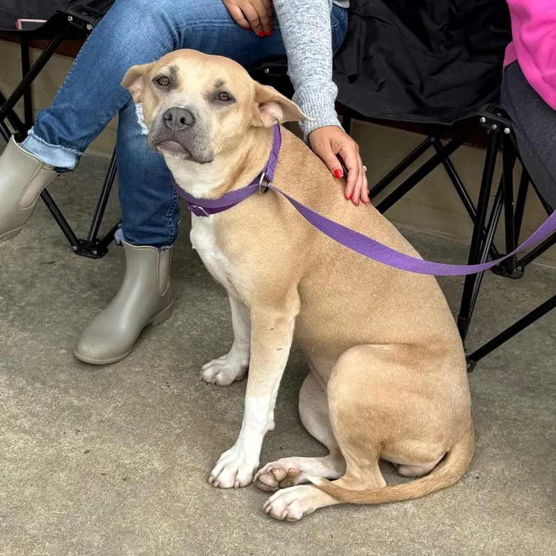 A young medium-sized female Pit Bull Terrier dog named Autumn for adoption in Little Rock, AR