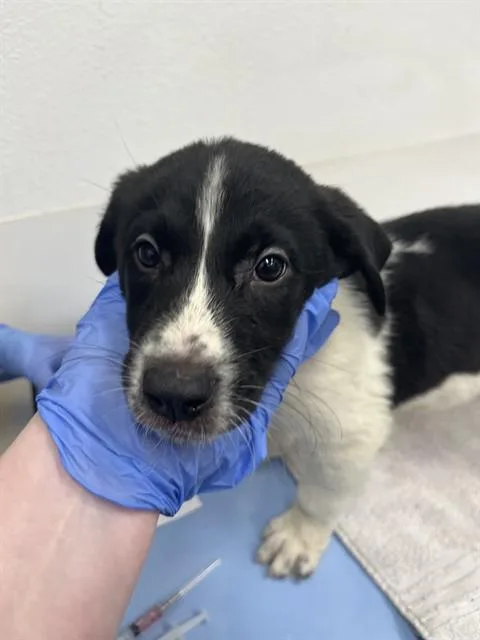 A baby medium-sized male Border Collie dog named Iggy Pop for adoption in Mesa, AZ