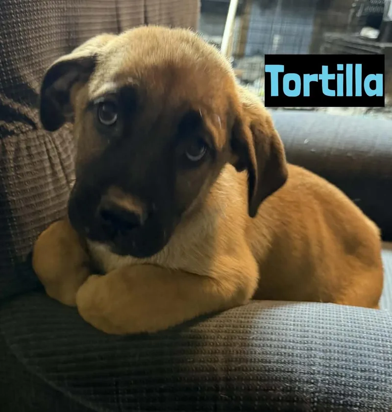 A baby medium-sized male Yellow / Tan / Blond / Fawn Labrador Retriever dog named Tortilla for adoption in Grand Rapids, MI