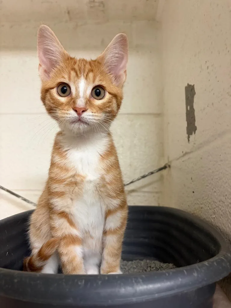 A baby small-sized male Domestic Short Hair cat named Salmon for adoption in Ada, OK