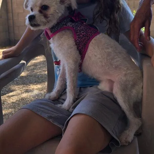 A baby small-sized female Miniature Poodle dog named Sarah aka: Quinta for adoption in Phoenix, AZ