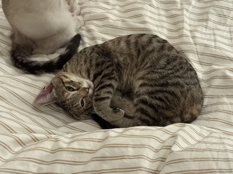 A young medium-sized female Torbie cat named Eliza for adoption in Oakland, CA