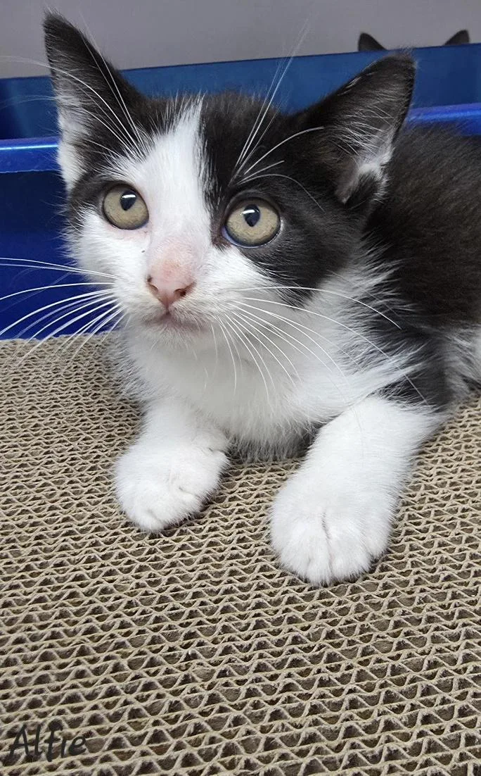 Alfie