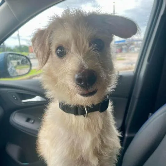An adult small-sized male Yellow / Tan / Blond / Fawn Wirehaired Terrier dog named Cash for adoption in New Orleans, LA