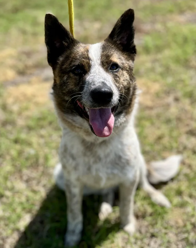 An adult medium-sized male Brown / Chocolate Australian Cattle Dog / Blue Heeler dog named Jake for adoption in Watertown, CT