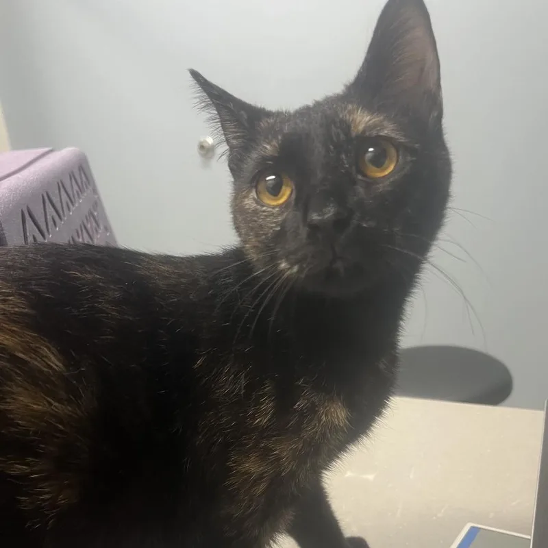 An adult medium-sized female Tortoiseshell Domestic Short Hair cat named Persimmon for adoption in Oak Park, IL