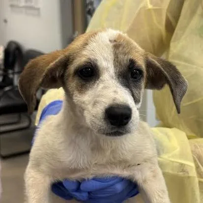 A baby small-sized female White / Cream Mixed Breed dog named Salem for adoption in Marshall, TX