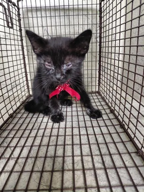 A baby small-sized male Domestic Short Hair cat named Inky for adoption in Saint Cloud, FL