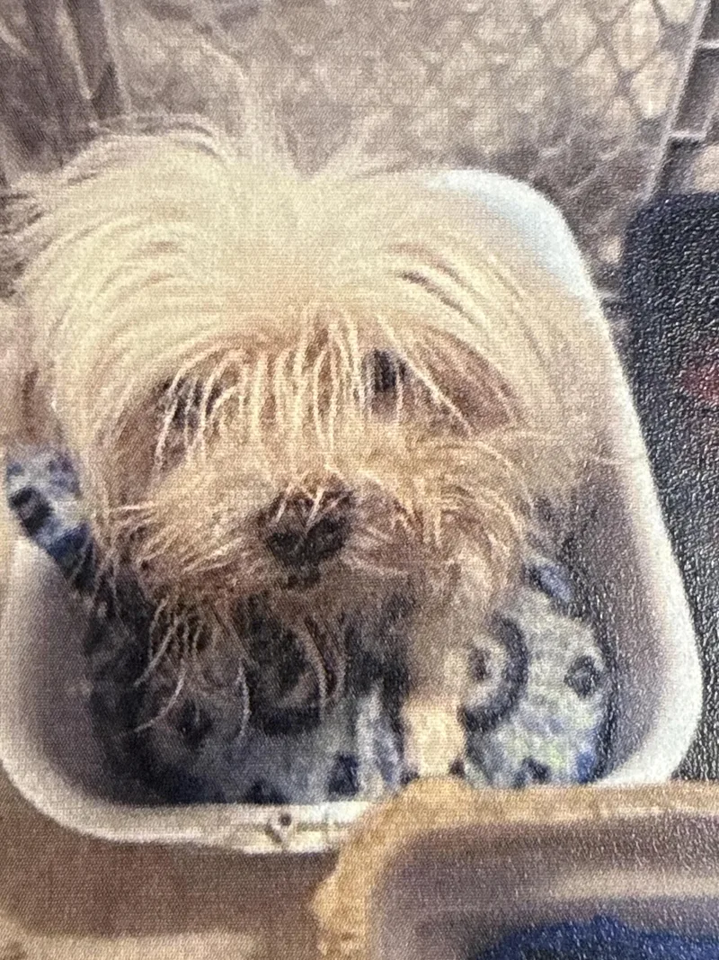 A senior small-sized female White / Cream Maltese dog named Dot for adoption in Houston, TX