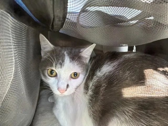 An adult small-sized female Domestic Short Hair cat named Pepper for adoption in Rancho Cucamonga, CA