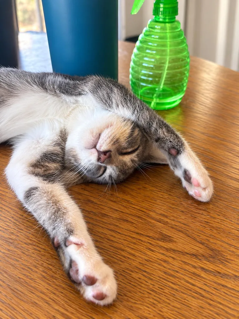 A baby medium-sized female Gray & White Tabby cat named Monkey for adoption in Santa Cruz, CA