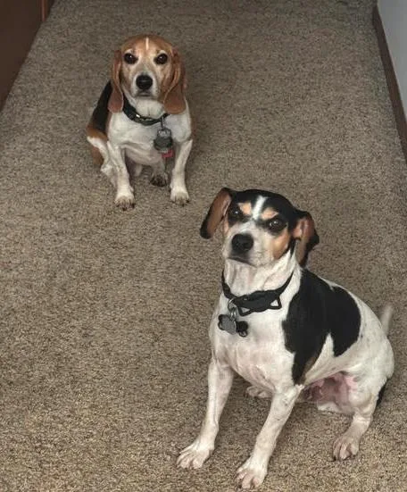 An adult small-sized male Tricolor (Brown, Black, & White) Beagle dog named Skip for adoption in Plainfield, IL