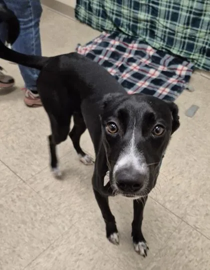 A baby medium-sized female Black Mixed Breed dog named Twizzler for adoption in Hamilton, OH