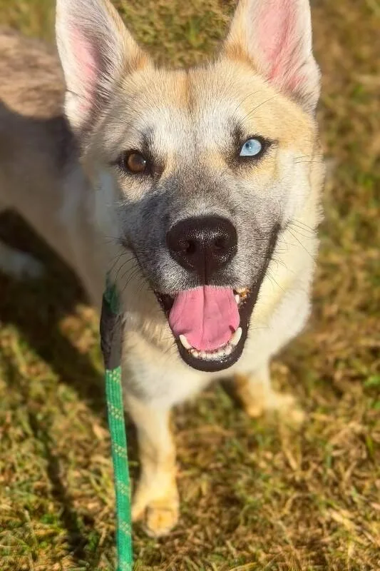 An adult medium-sized male Yellow / Tan / Blond / Fawn Mixed Breed dog named Joker for adoption in Cincinnati, OH