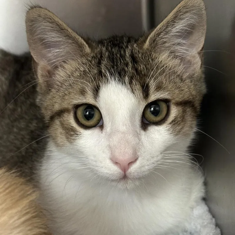A baby medium-sized male Domestic Short Hair cat named Prometheus for adoption in Cumming, GA