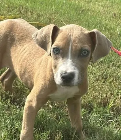 A baby medium-sized male Hound dog named Mitch for adoption in Madison, NJ