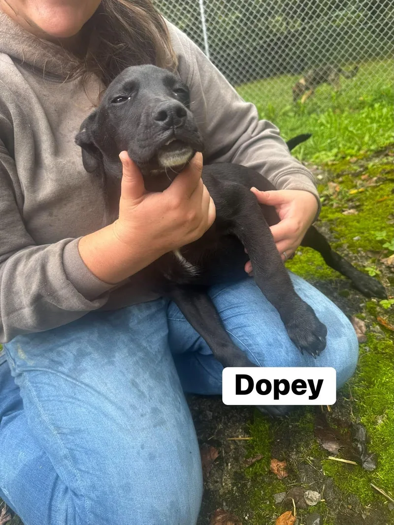 A baby medium-sized male Hound dog named Dopey for adoption in Hinton, WV